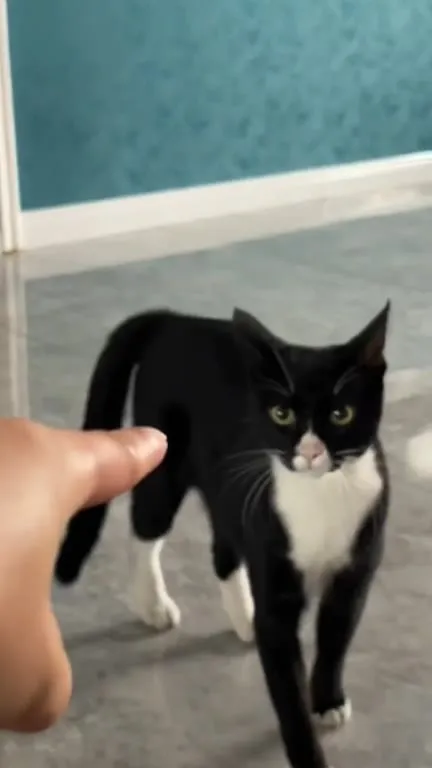 Кот танцует под гул