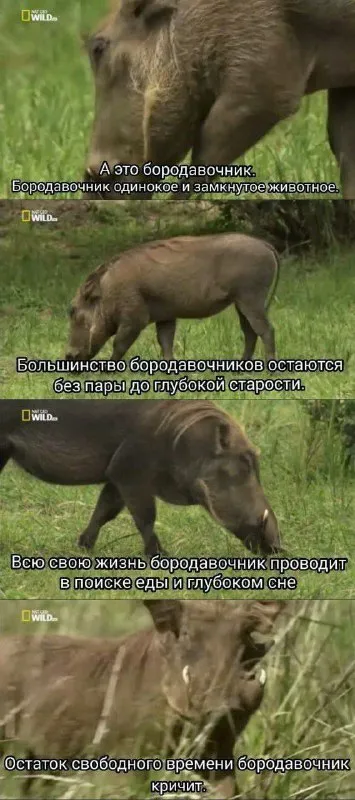 Одинокий бородавочник-интроверт