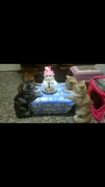 Котята на печальном празднике