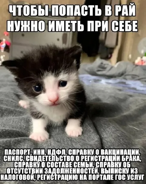 Котёнок для прохода в рай