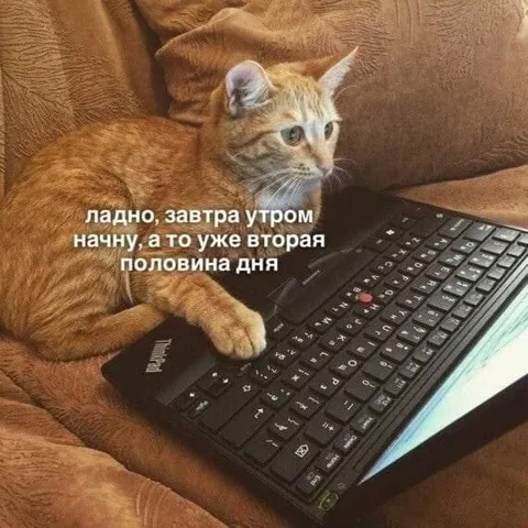 Кот снова откладывает работу