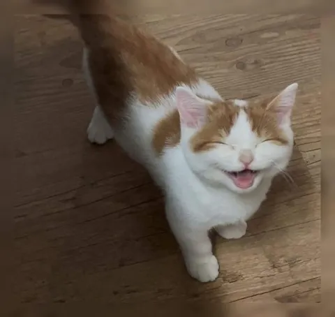 Смеющийся котёнок на полу