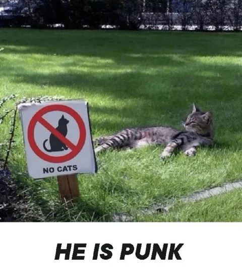 Cat Ignores the No Cats Sign