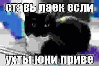 Чёрный кот просит лайк
