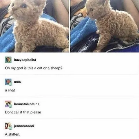 Cat Or Sheep Comment Thread