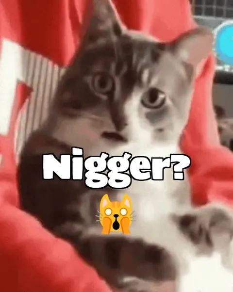 Confused Cat Says What