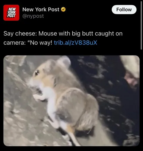 Mouse With a Big Butt