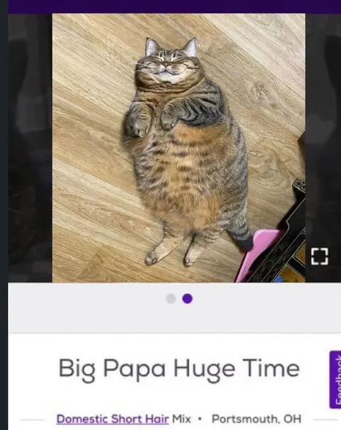 Big Papa Huge Time Cat