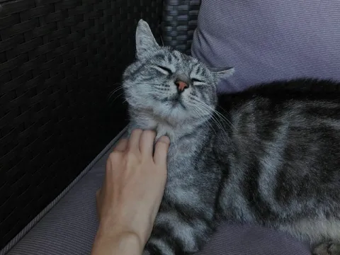 Кот наслаждается почесыванием