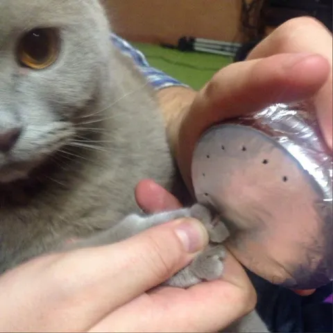 Кот проверяет чужую пятку