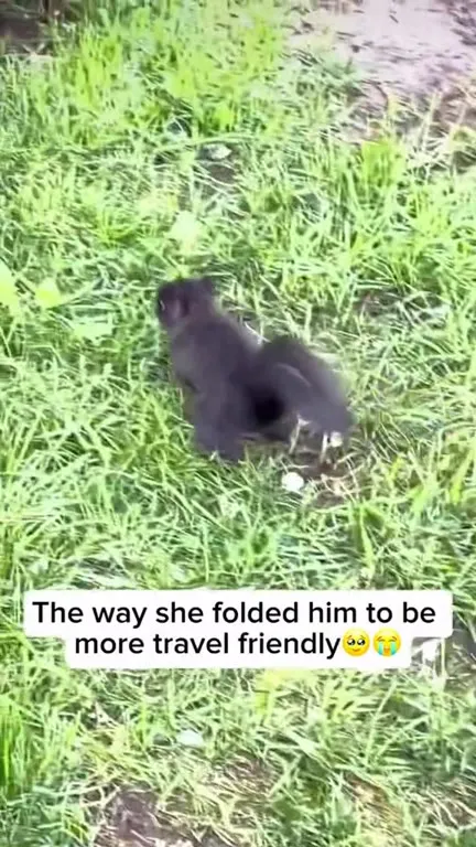 Folded Squirrel Travel Friend