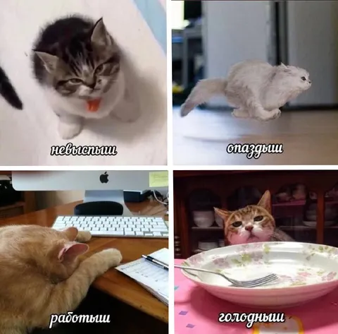 Коты в понедельник