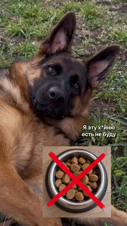 Собака выбирает добычу