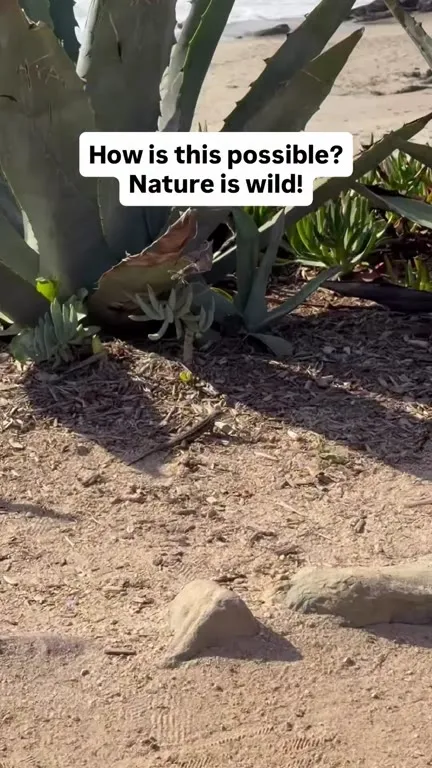 Nature Is Wild Lizard Reveal