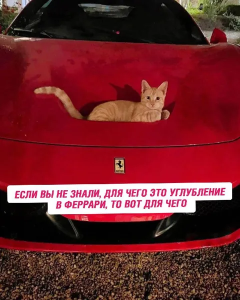 Кот в углублении Ferrari