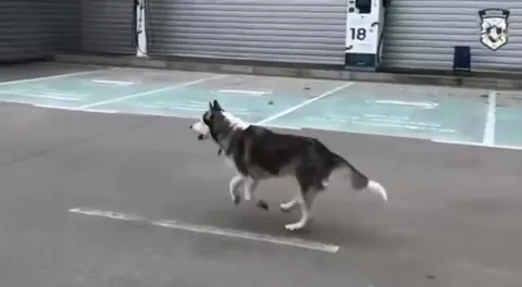 Пёс нашёл своего хозяина
