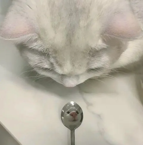 Кот и его отражение в ложке