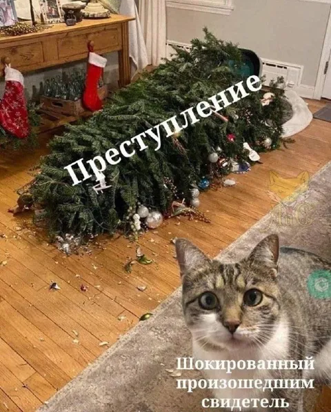 Шокированный свидетель ёлочного преступления