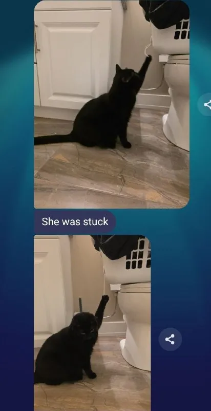 Black Cat Was Stuck
