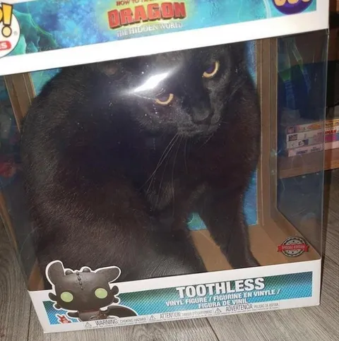 Real-Life Toothless Cat