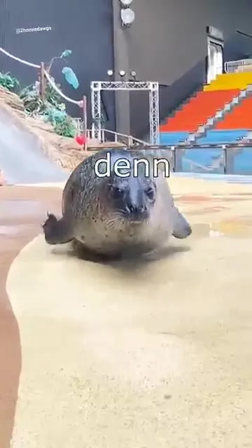 Die fette Robbe bleibt fett