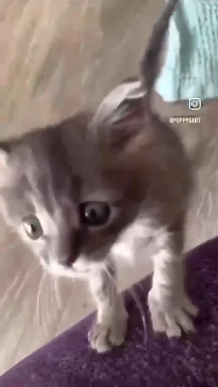 Котёнок в вязаном коконе
