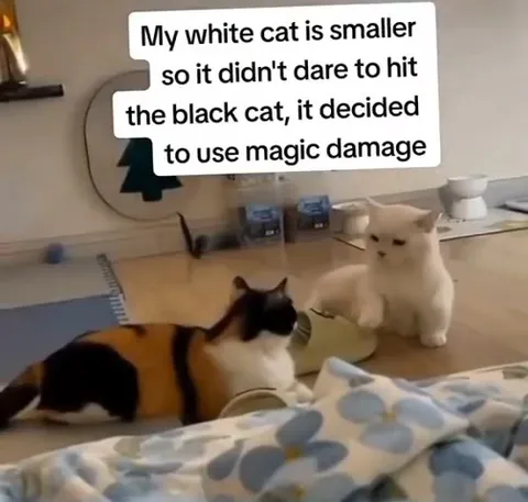 White Cat Uses Magic Damage