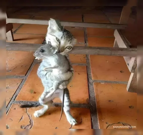 Кот обнимает мышь