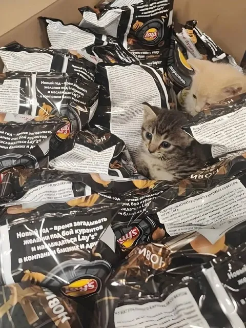 Котята среди чипсов Lay's