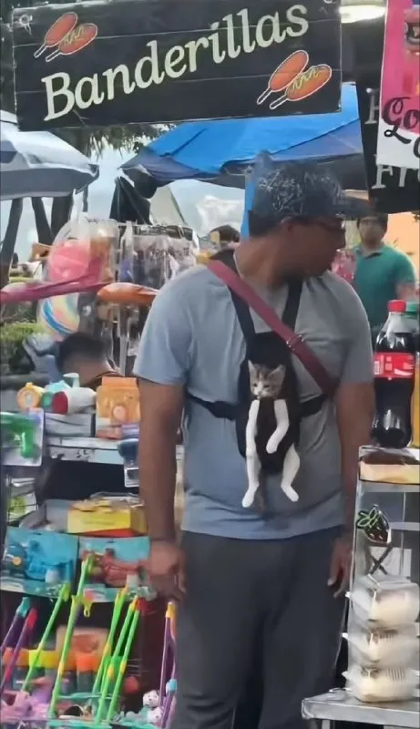 Gato en el portabebés