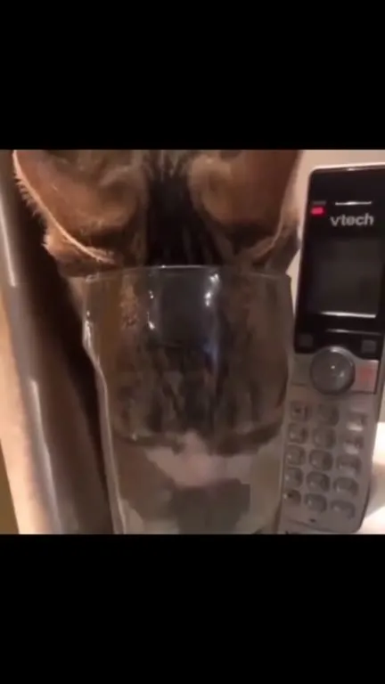 Кот пьёт из стакана