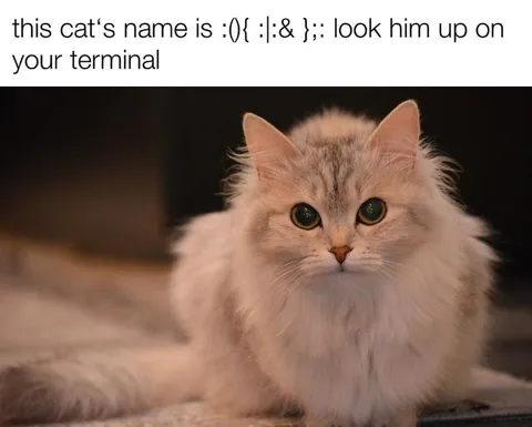 Cat Named Like a Fork Bomb