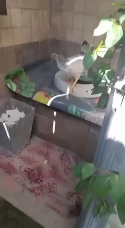 Курица провалилась в туалет