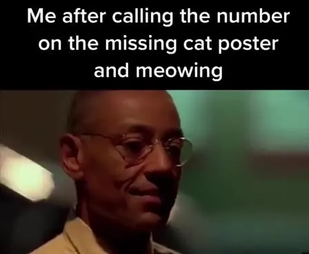 Meowing at the Missing Cat Number