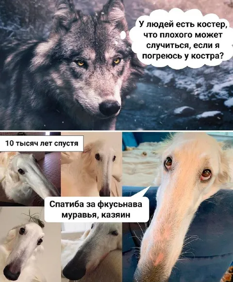 Волк у костра спустя тысячелетия