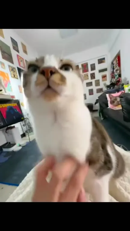 Коты в режиме безумия
