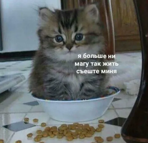 Котёнок больше не может жить