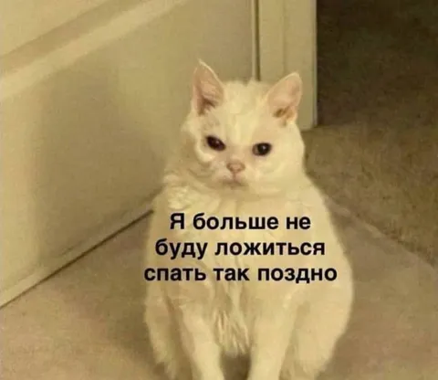 Кот больше не будет ложиться поздно