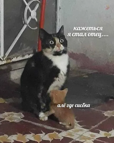 Кажется, я стал отец