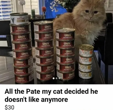 Cat Rejects All Its Pate