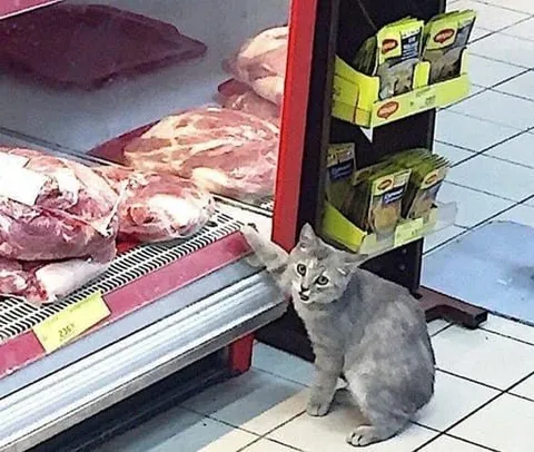 Кот выбирает мясо