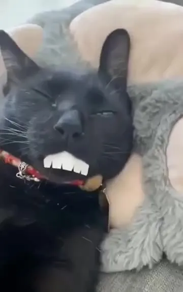 Чёрный кот с зубами