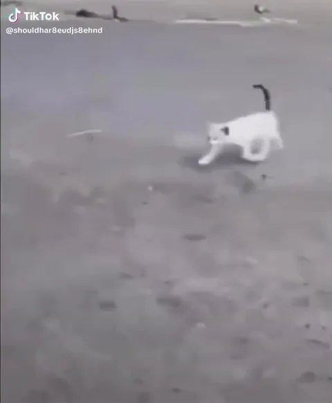 Белый кот крадётся по улице