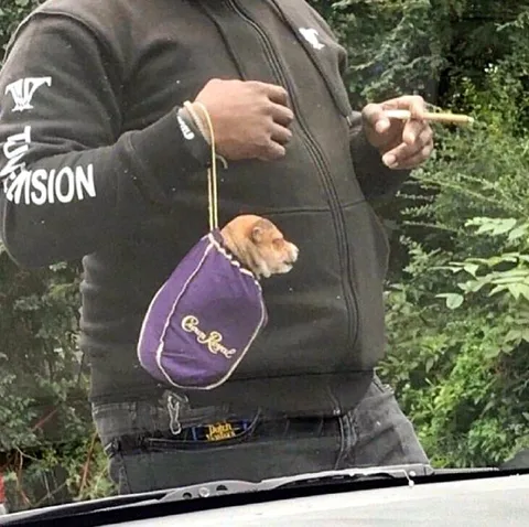 Кошка в сумке через плечо
