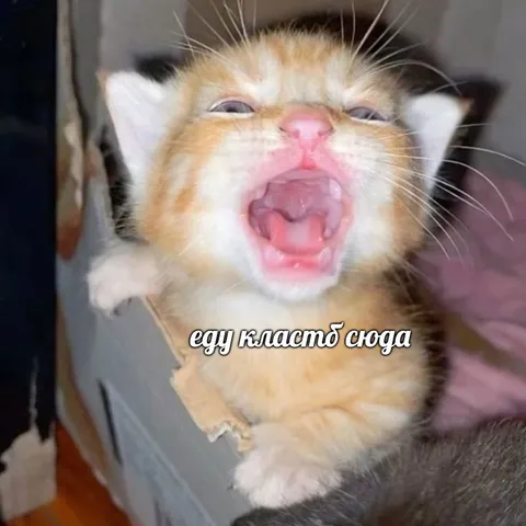 Кот требует еду