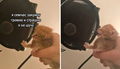 Котёнок кричит в микрофон