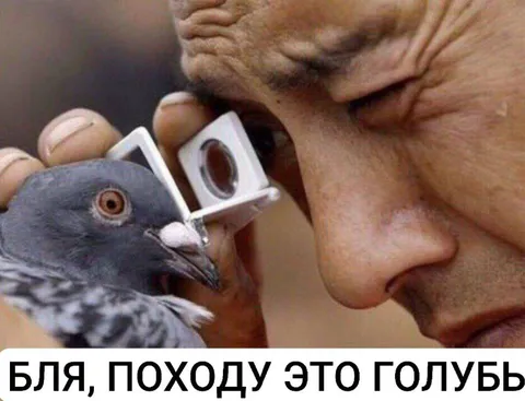 Бля, походу это голубь