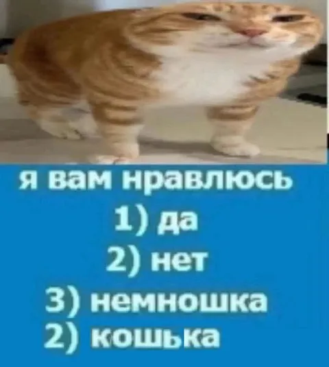 Я вам нравлюсь? Кошка спрашивает