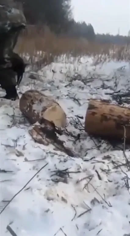 Медведь греется у костра