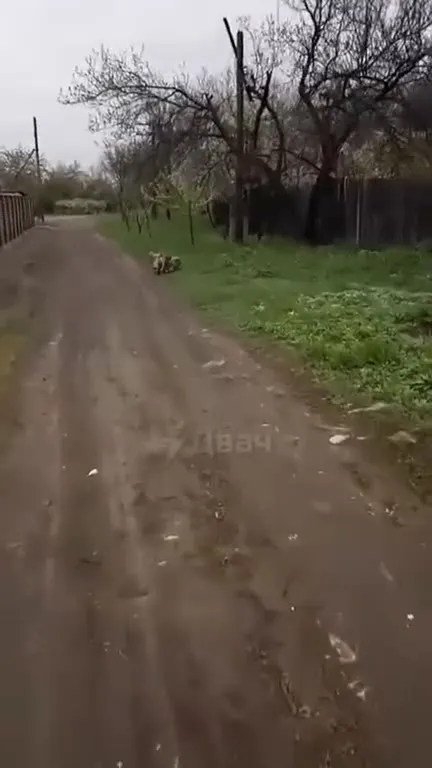 Собака в коробке с бананами